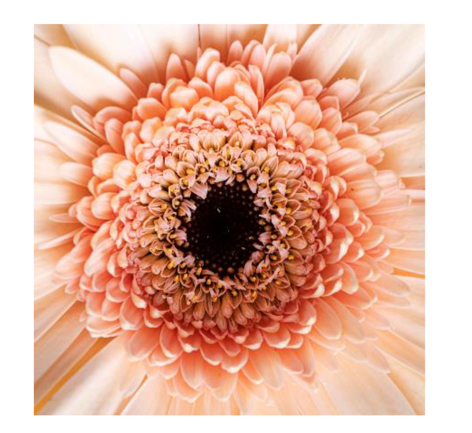 Petit Four Aufleger  Blume