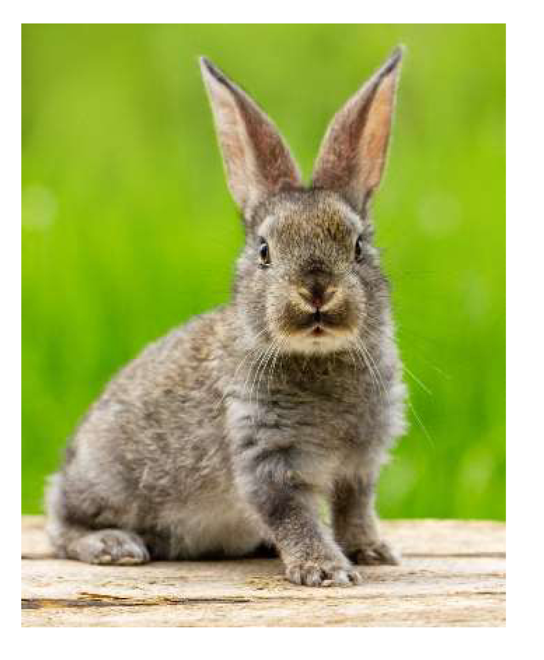 Fondant Kärtchen Hase  