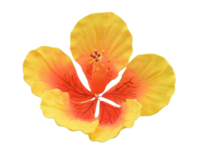 Zuckerblume Zuckerblüte Hibiscus