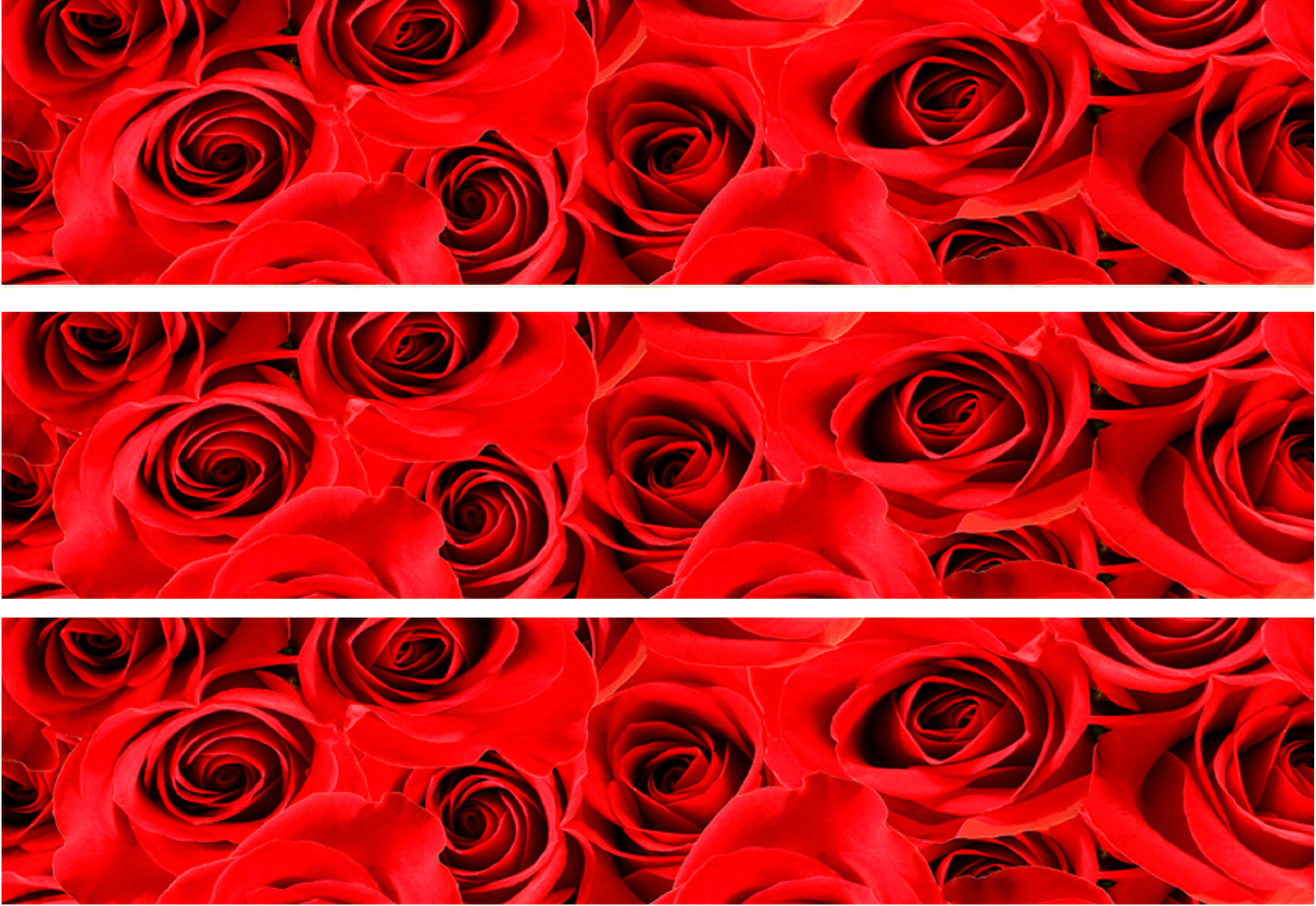 Tortenband rote Rosen