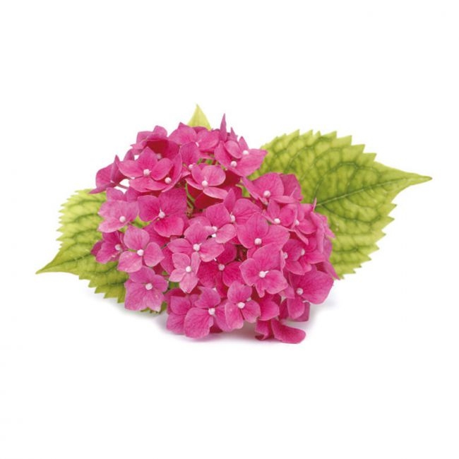 Blattausstecher & Veiner