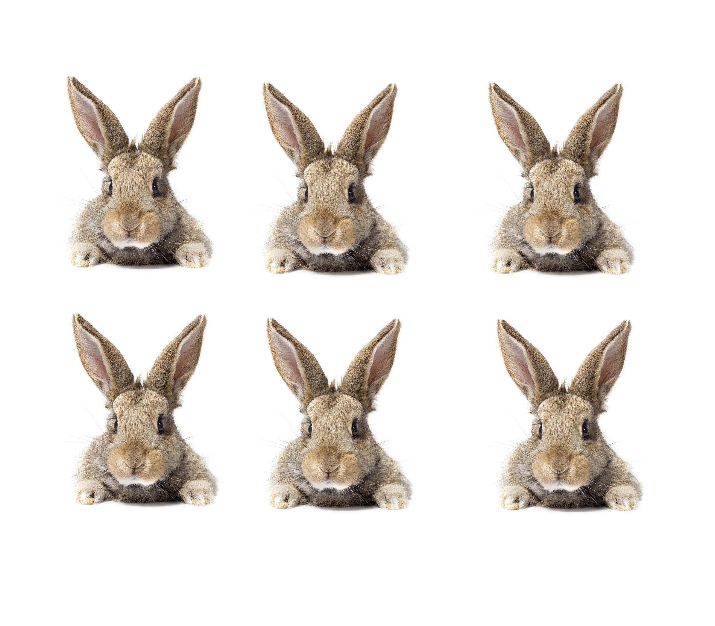 Fondantaufleger Hasen 8 tlg. Set